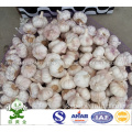 Normal White Garlic 6.0cm in 10kgs Carton Loosely